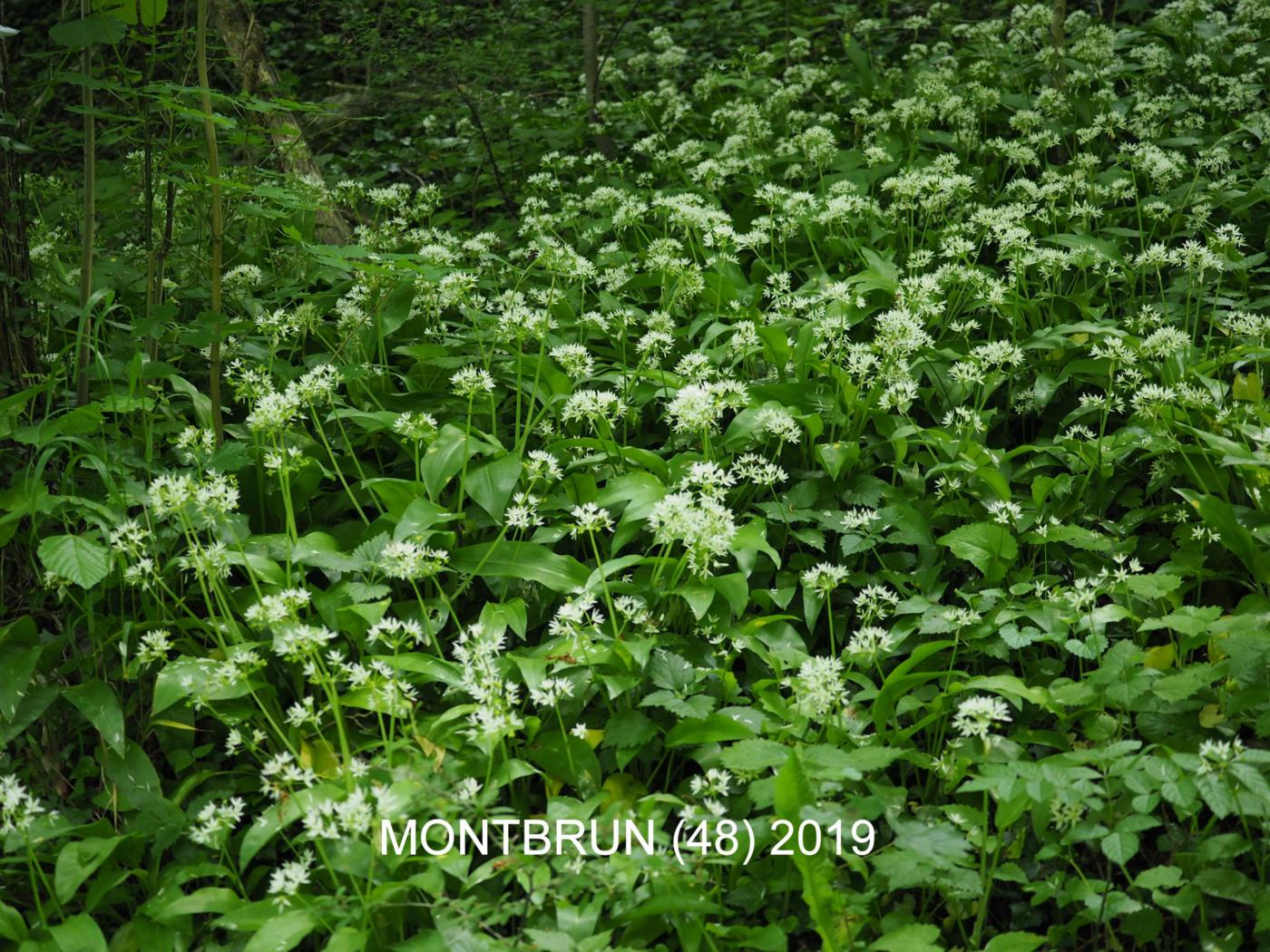 Ramsons plant